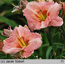 Hemerocallis ×hybrida Magic Dimples