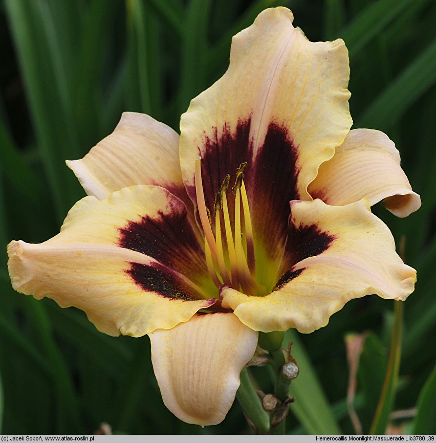 Hemerocallis ×hybrida Moonlit Masquerade