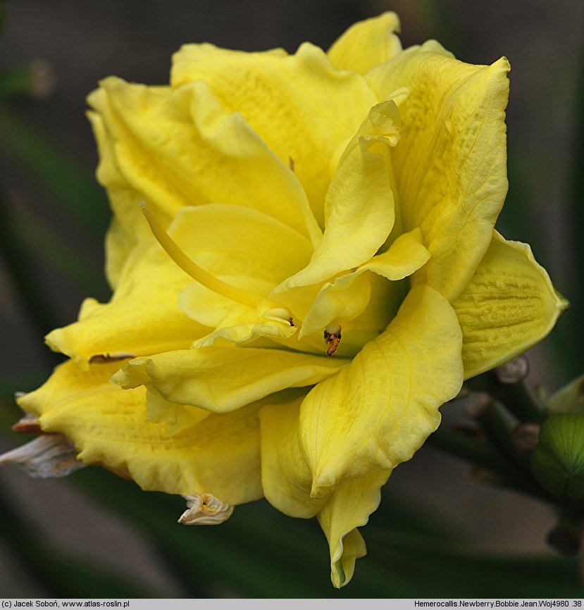 Hemerocallis ×hybrida Newberry Bobbie Jean