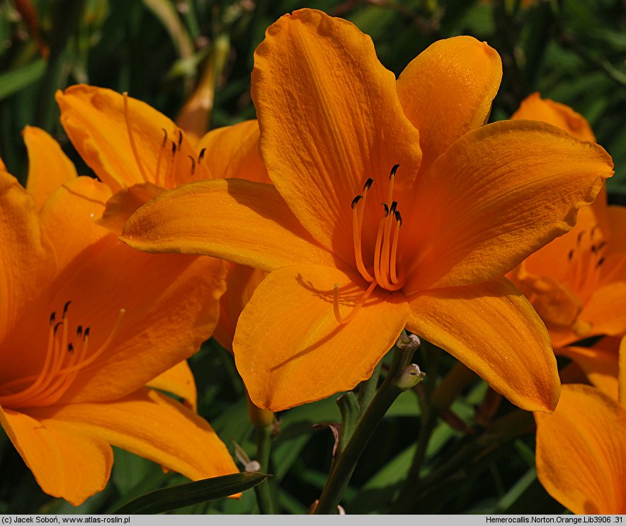 Hemerocallis ×hybrida Norton Orange