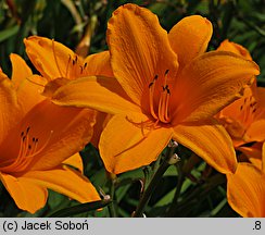 Hemerocallis ×hybrida Norton Orange