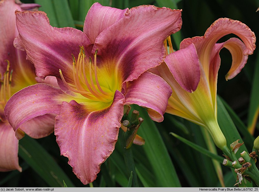 Hemerocallis ×hybrida Prairy Blue Bella