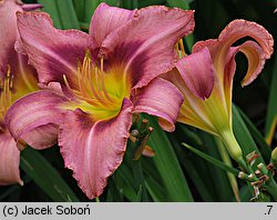 Hemerocallis ×hybrida Prairy Blue Bella