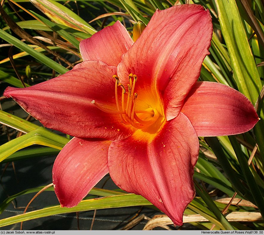 Hemerocallis ×hybrida Queen of Roses