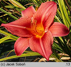 Hemerocallis ×hybrida Queen of Roses