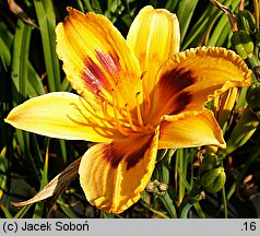 Hemerocallis ×hybrida Radiant Greetings