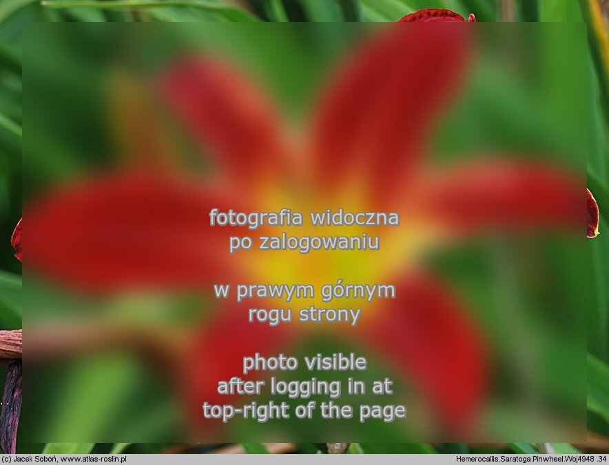 Hemerocallis ×hybrida Saratoga Pinwheel