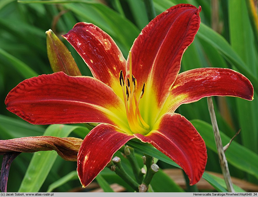 Hemerocallis ×hybrida Saratoga Pinwheel