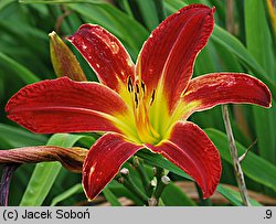 Hemerocallis ×hybrida Saratoga Pinwheel