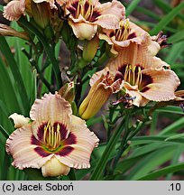 Hemerocallis ×hybrida Siloam Bo Peep