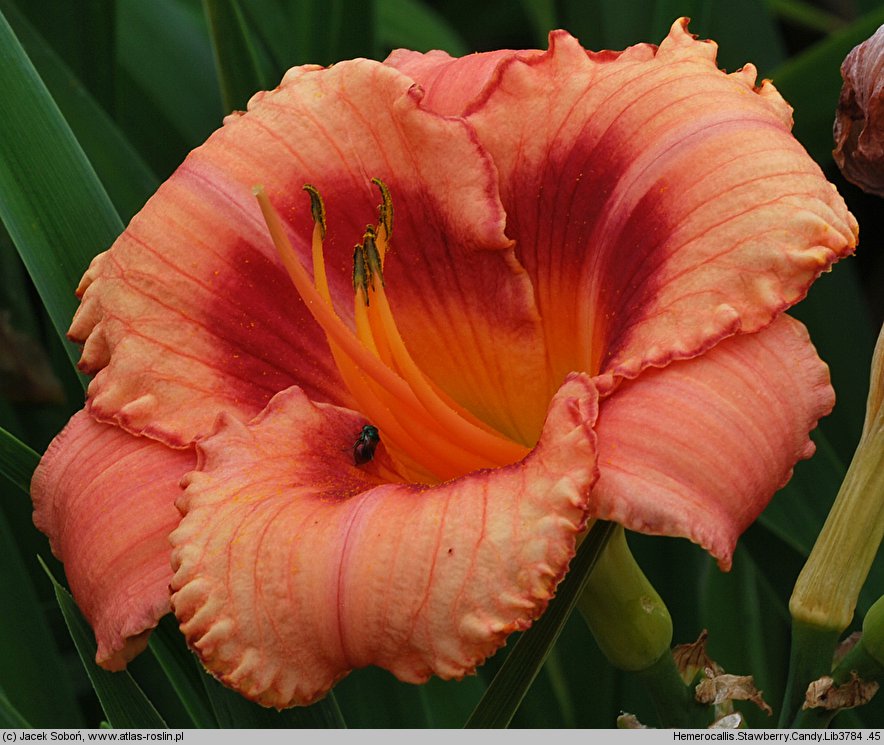 Hemerocallis ×hybrida Strawberry Candy