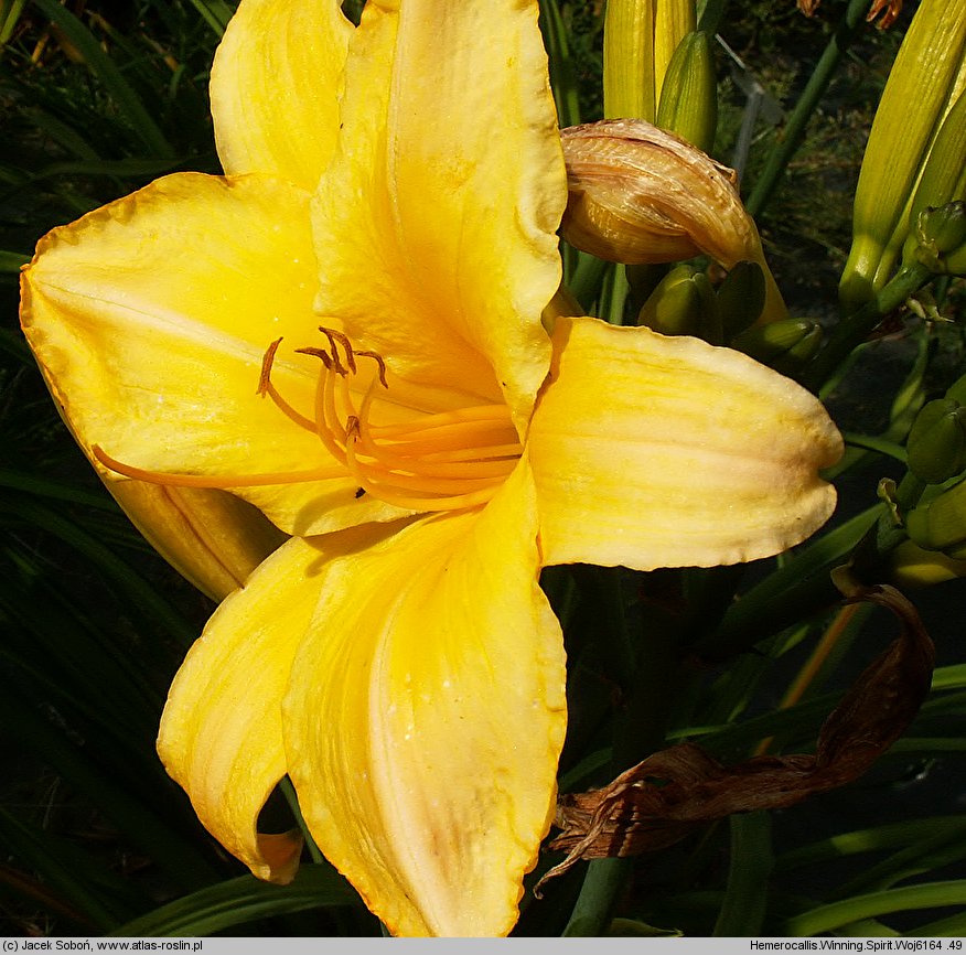 Hemerocallis ×hybrida Winning Spirit