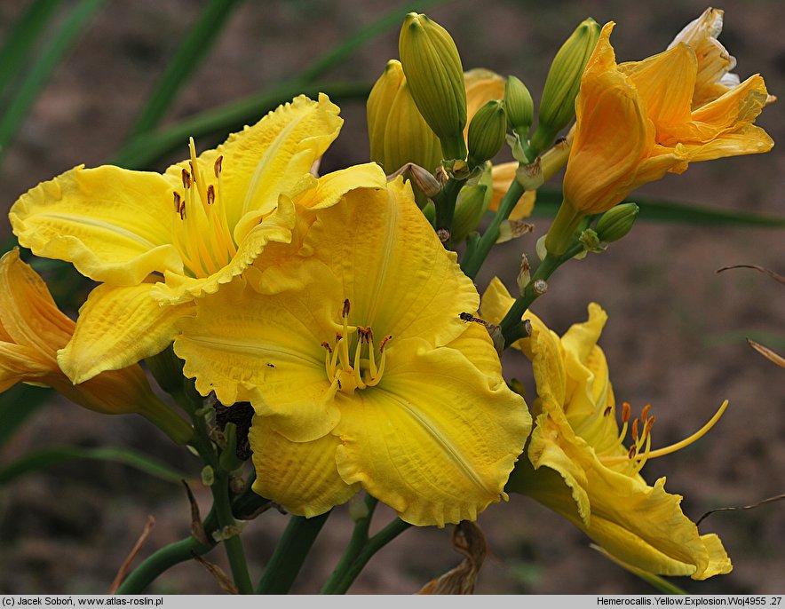 Hemerocallis ×hybrida Yellow Explosion