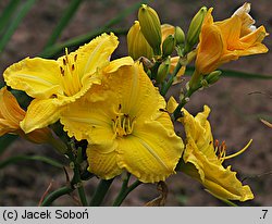 Hemerocallis ×hybrida Yellow Explosion