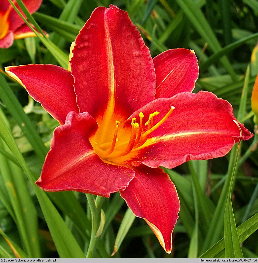 Hemerocallis ×hybrida Brigitte Bonet