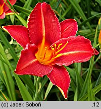 Hemerocallis ×hybrida Brigitte Bonet