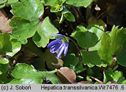 Hepatica transsilvanica (przylaszczka siedmiogrodzka)