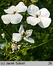 Hesperis matronalis ssp. candida (wieczornik damski biały)