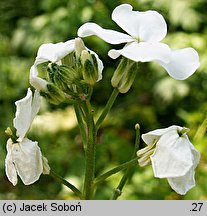 Hesperis matronalis ssp. candida (wieczornik damski biały)