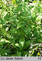 Hesperis matronalis ssp. candida (wieczornik damski biały)