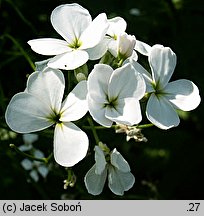 Hesperis matronalis ssp. candida (wieczornik damski biały)