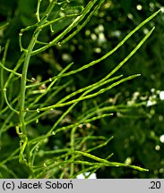 Hesperis matronalis ssp. candida (wieczornik damski biały)