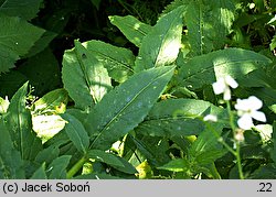 Hesperis matronalis ssp. candida (wieczornik damski biały)