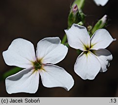 Hesperis matronalis ssp. candida (wieczornik damski biały)