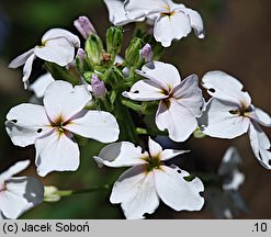 Hesperis matronalis ssp. candida (wieczornik damski biały)