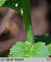 Hesperis matronalis ssp. candida (wieczornik damski biały)