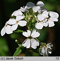 Hesperis matronalis ssp. candida (wieczornik damski biały)