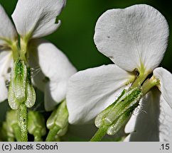 Hesperis matronalis ssp. candida (wieczornik damski biały)