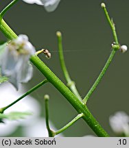 Hesperis matronalis ssp. candida (wieczornik damski biały)