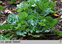 Heuchera americana (żurawka amerykańska)