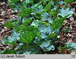 Heuchera americana (żurawka amerykańska)