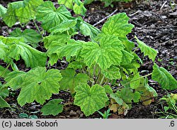 Heuchera villosa (żurawka owłosiona)