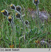 Hieracium alpinum agg. (jastrzębiec alpejski  agg.)