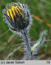 Hieracium alpinum agg. (jastrzębiec alpejski  agg.)