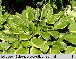 Hosta Fortunei Aureomarginata