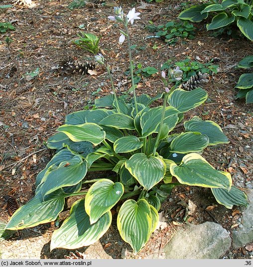 Hosta Fortunei Aureomarginata