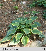 Hosta Fortunei Aureomarginata