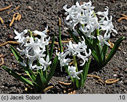 Hyacinthus orientalis (hiacynt wschodni)