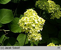 Hydrangea arborescens (hortensja krzewiasta)