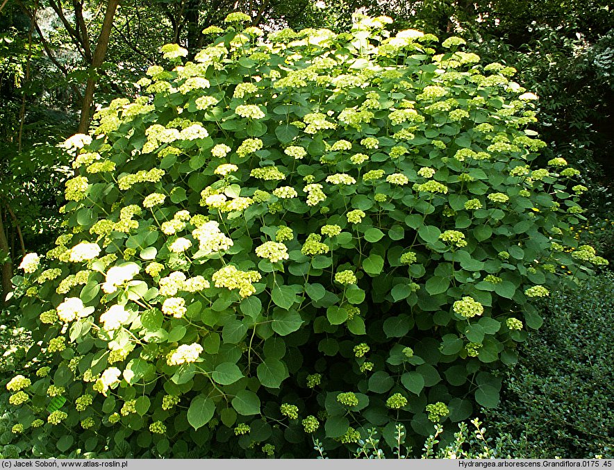 Hydrangea arborescens Grandiflora