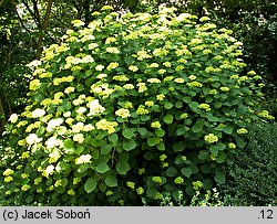 Hydrangea arborescens (hortensja krzewiasta)