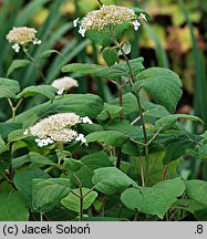 Hydrangea arborescens (hortensja krzewiasta)