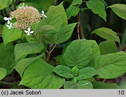 Hydrangea arborescens (hortensja krzewiasta)