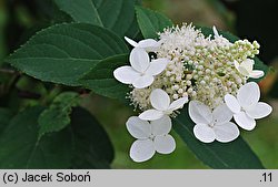 Hydrangea paniculata Kyushu