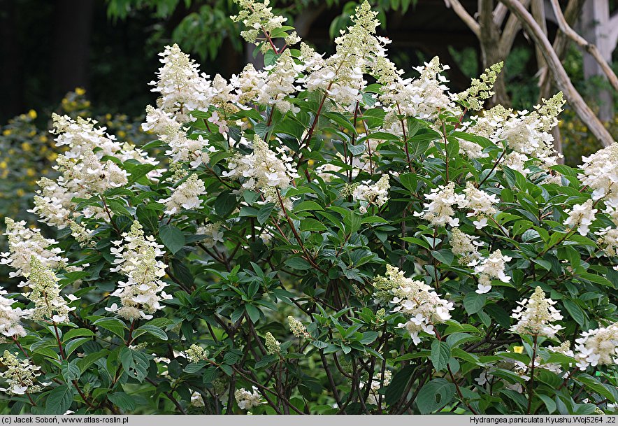 Hydrangea paniculata Kyushu