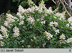 Hydrangea paniculata Kyushu